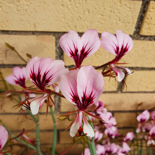 Pelargonium tetragonum  - geranio succulento (Vaso quadro 7x7x10 cm)