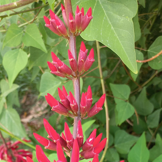 Erythrina × bidwillii - eritrina ibrida (Vaso quadro 9x9x20 cm)