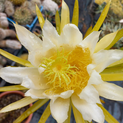 Hylocereus undatus - Bianco - Dragon Fruit (Vaso 12cm) 10-30cm