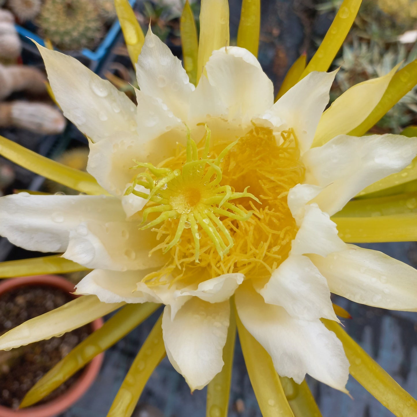 Hylocereus undatus - Rosso - Dragon Fruit (Vaso 12cm) 10-30 cm