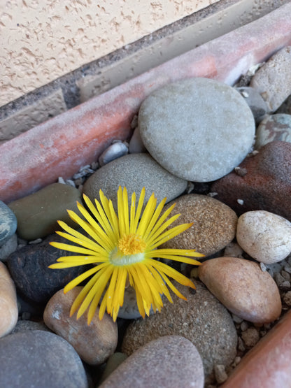 Lithops spp. - sassi vivi, piante sasso (Vaso 5 cm)