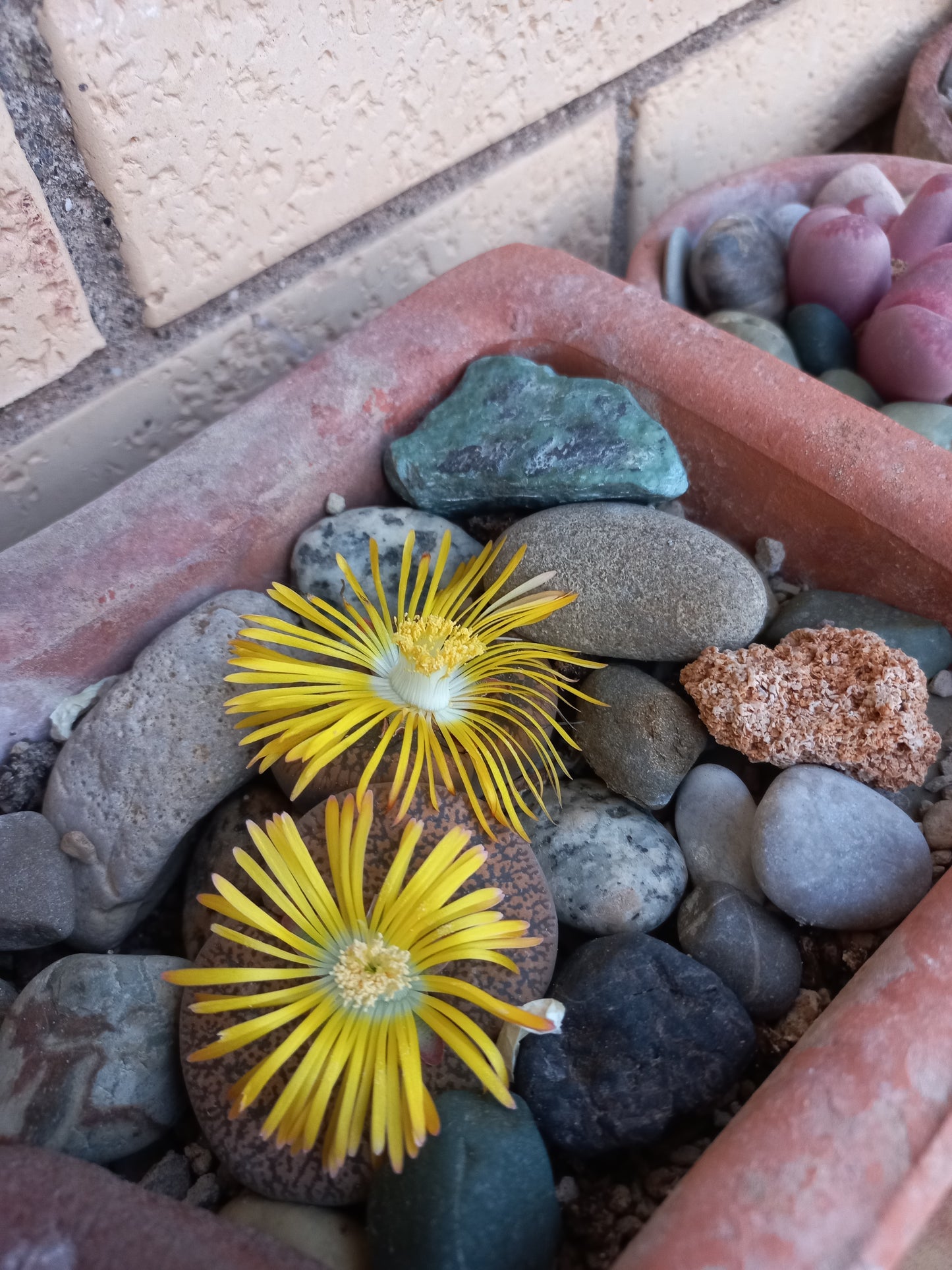 Lithops spp. - sassi vivi, piante sasso (Vaso 5 cm)