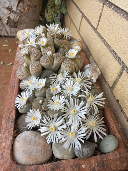 Lithops spp. - sassi vivi, piante sasso (Vaso 5 cm)