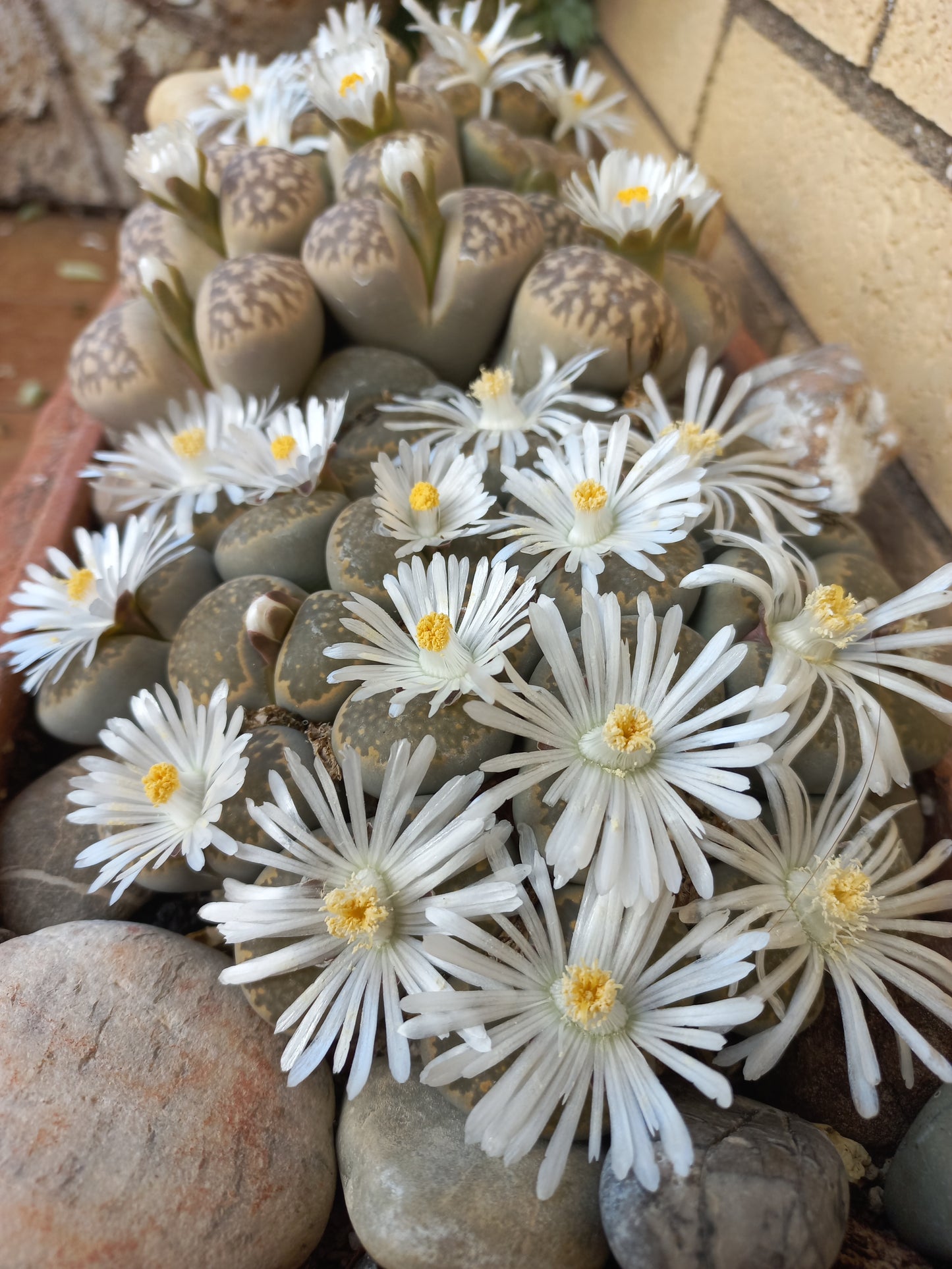 Lithops spp. - sassi vivi, piante sasso (Vaso 5 cm)