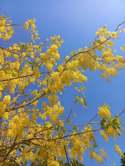 Cassia fistula - pioggia d'oro (Alveolo forestale)