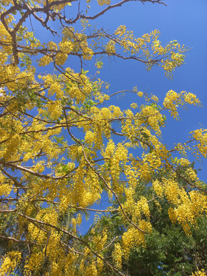 Cassia fistula - pioggia d'oro (Alveolo forestale)