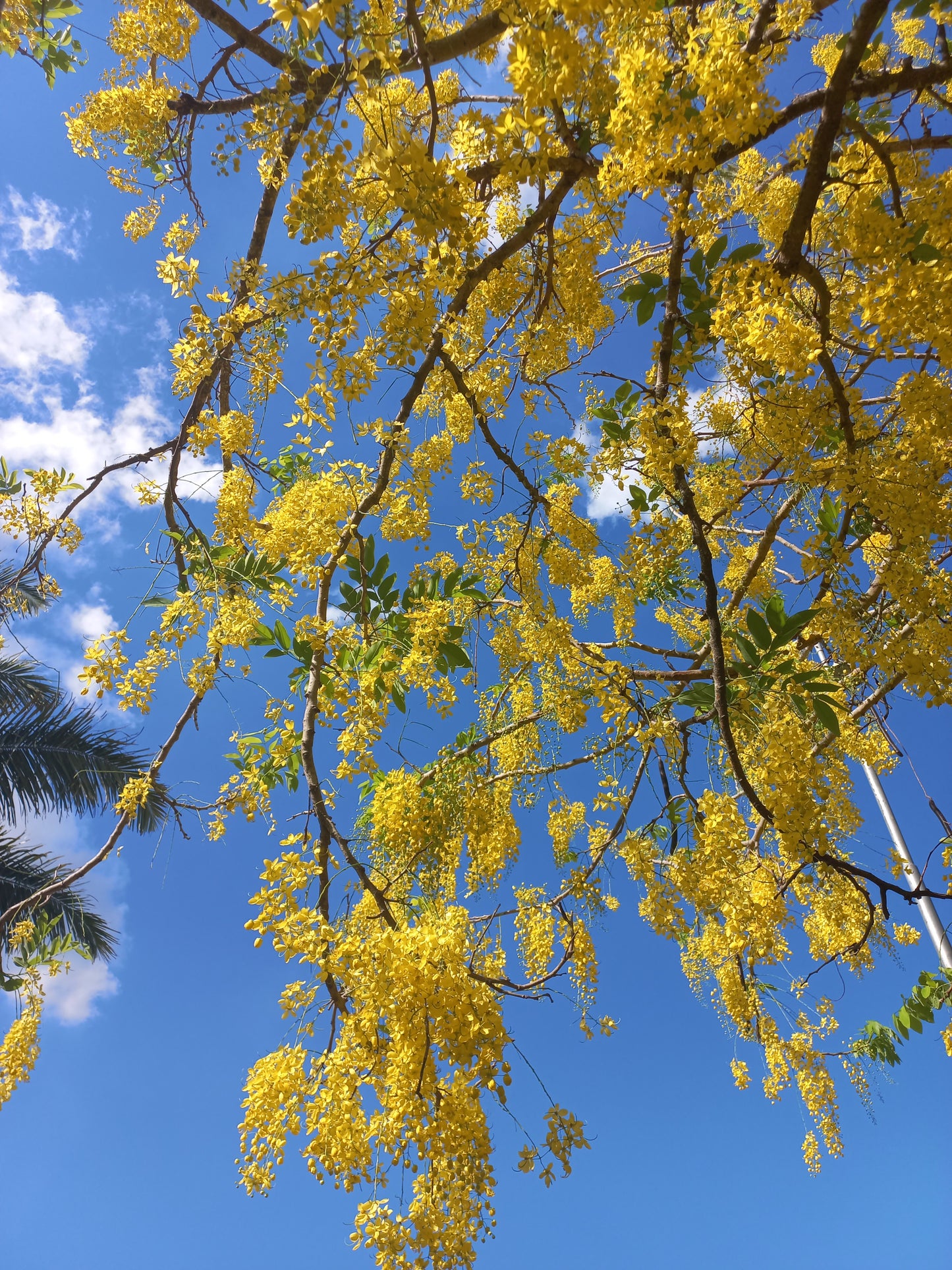 Cassia fistula - pioggia d'oro (Alveolo forestale)