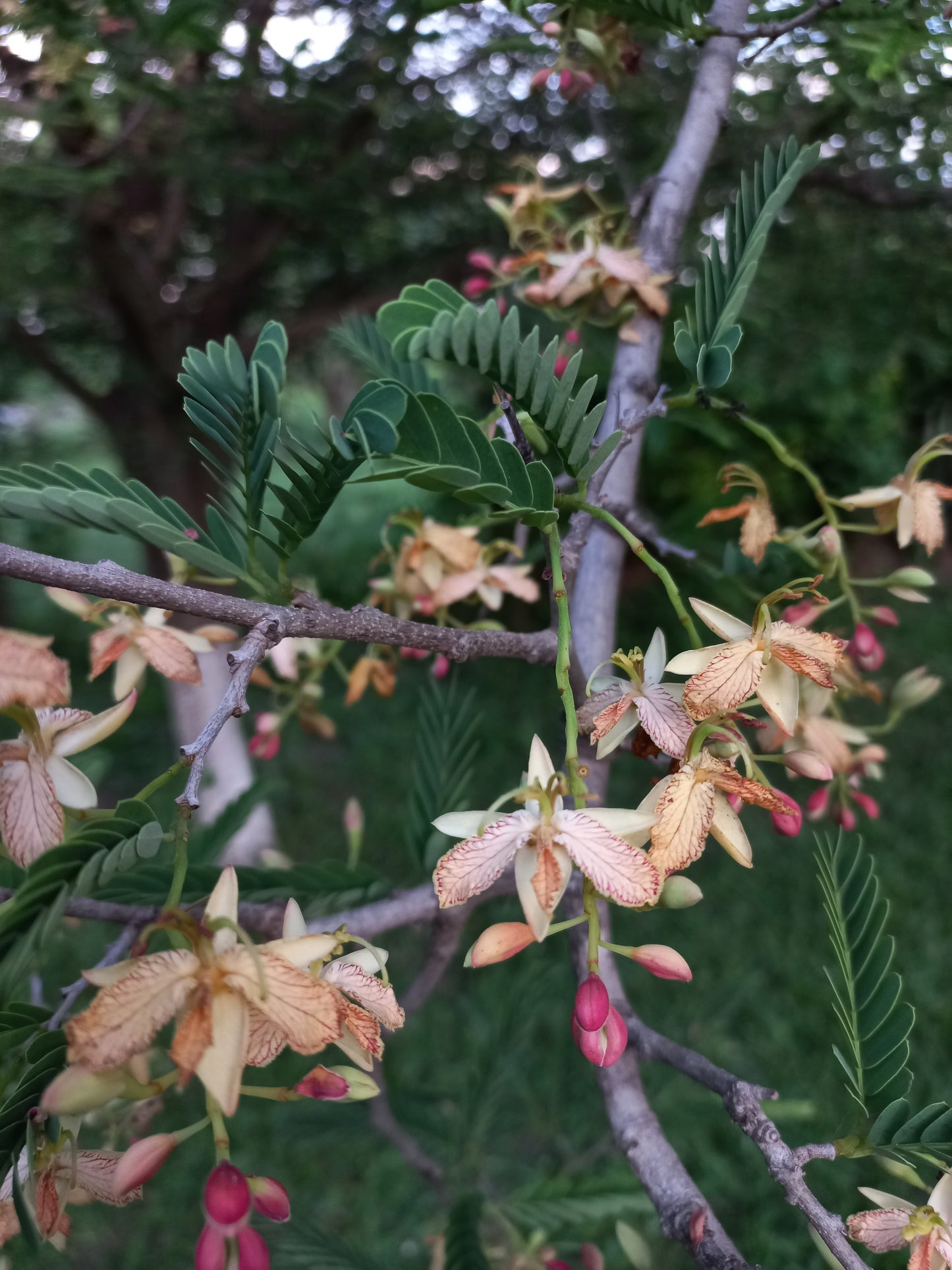 Tamarindus indica - tamarindo (Alveolo forestale)