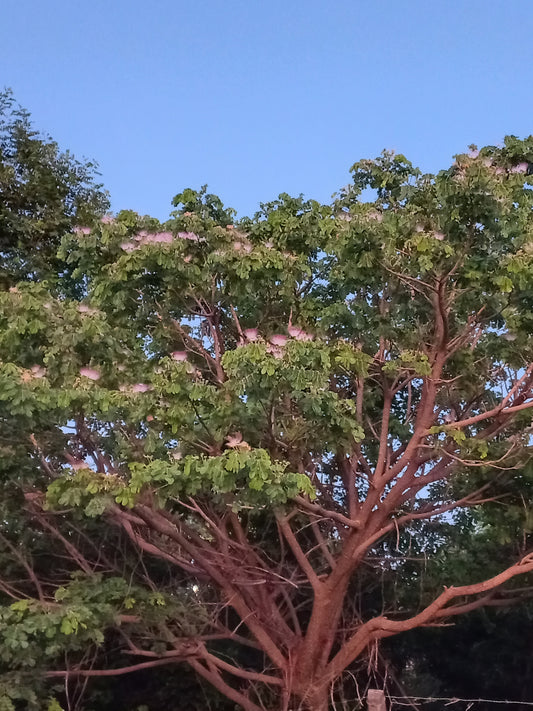 Samanea (sin Albizia) tubulosa - albizia suberosa (Alveolo forestale)