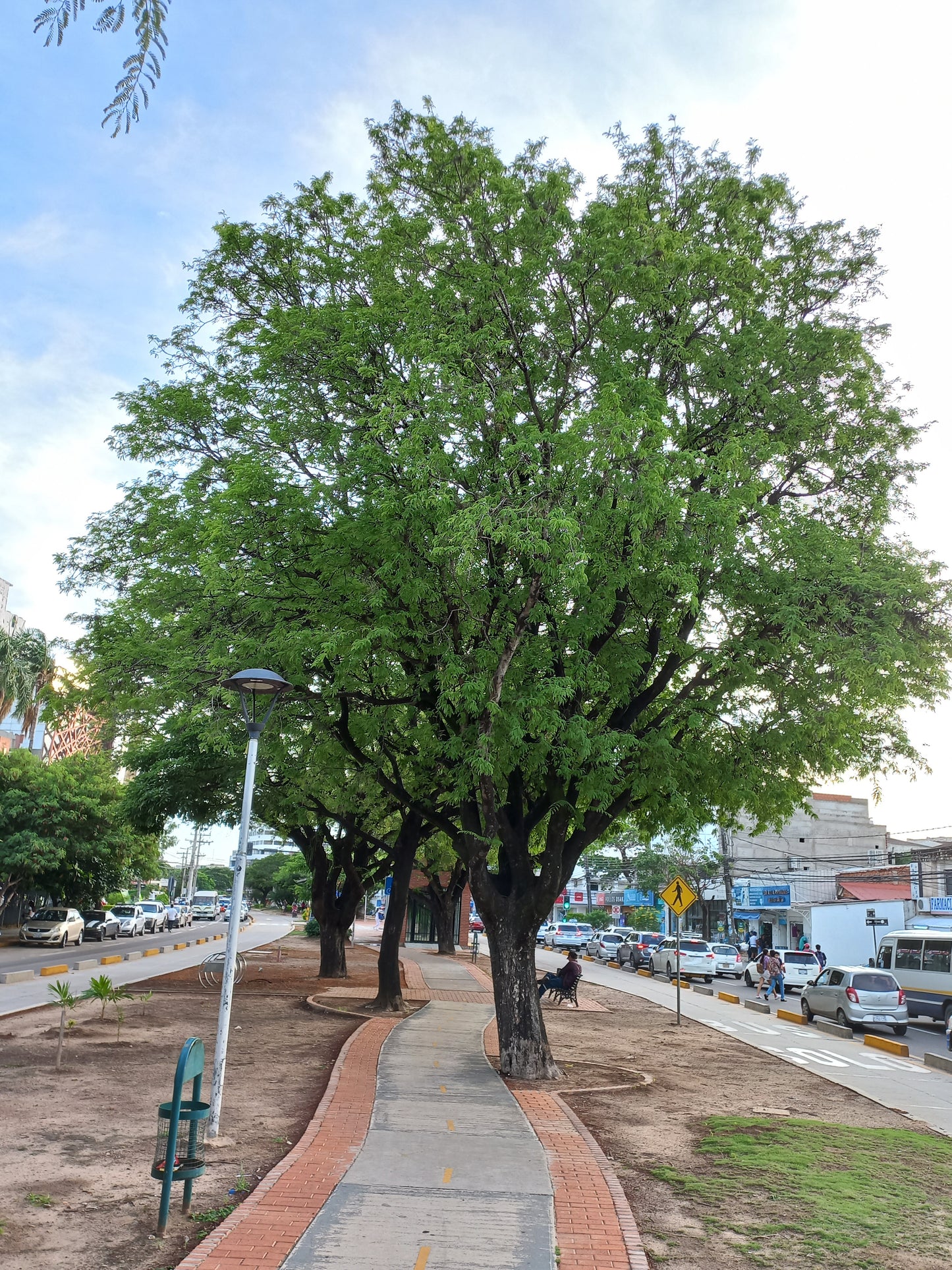 Tamarindus indica - tamarindo (Alveolo forestale)