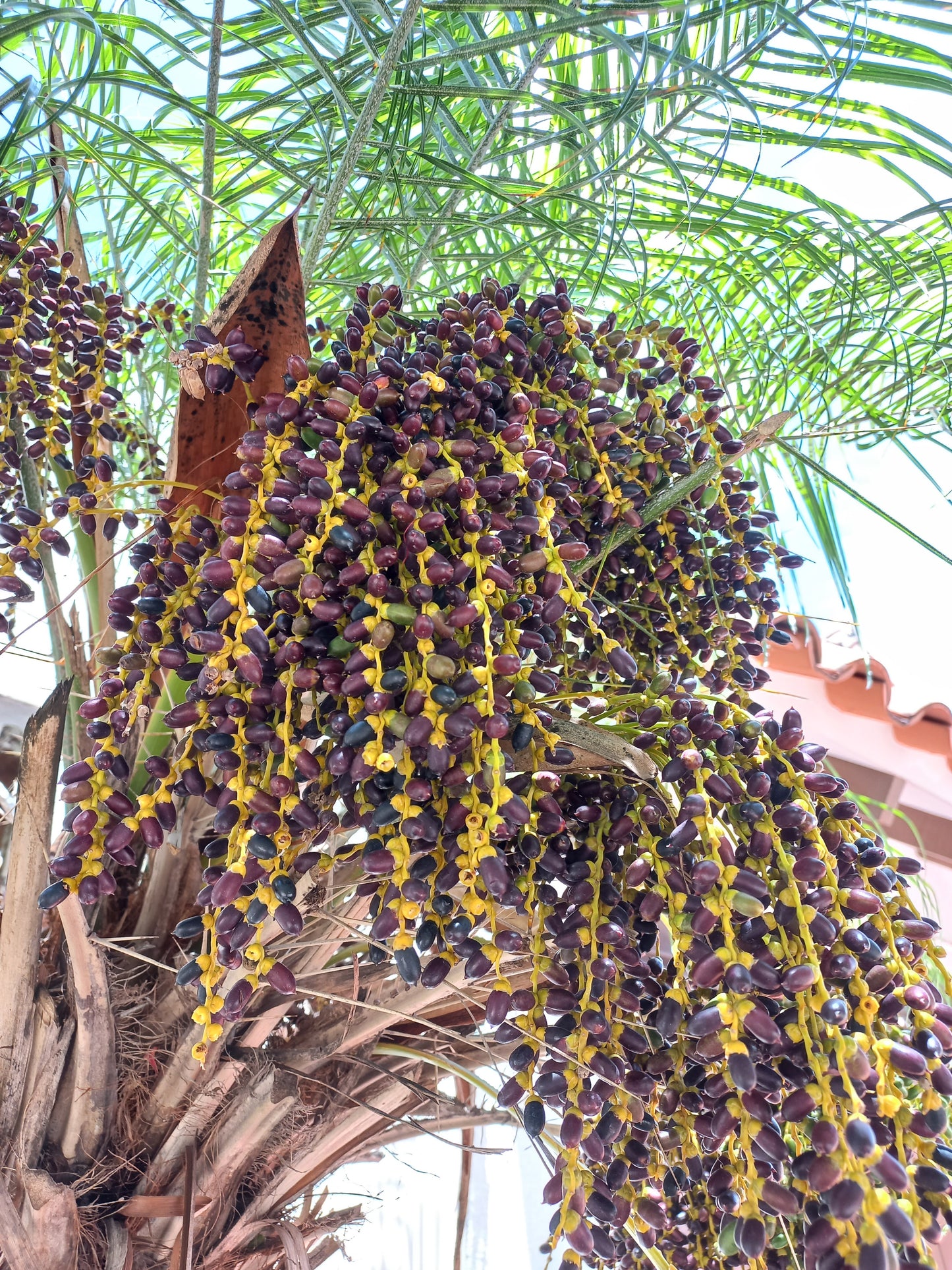 Phoenix dactylifera Tunisia cv "Deglet Noor" - date palm (forest bush)