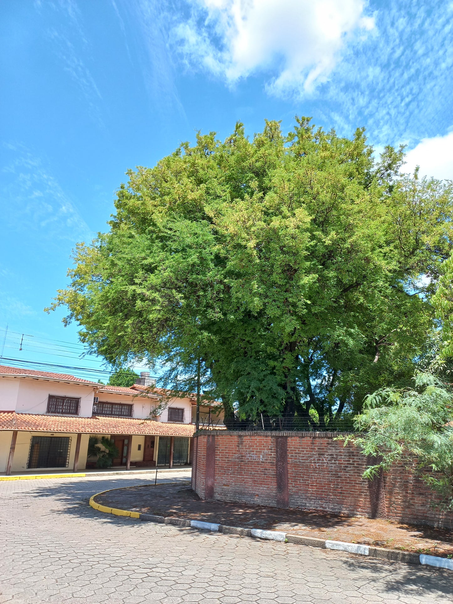 Tamarindus indica - tamarindo (Alveolo forestale)