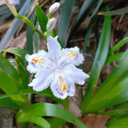 Iris japonica - iris del Giappone (2 rizomi)