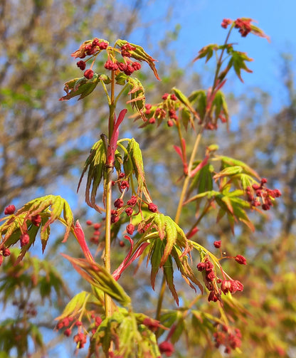 Acer Palmatum Polymorphum Cv. "Viridis" - Acero Giapponese Verde (Vaso 18 Cm, FRANCO)