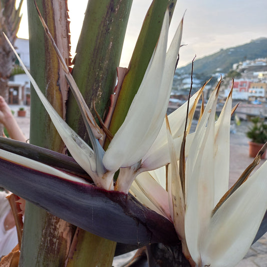 Strelitzia reginae - bird of paradise (8 seeds)