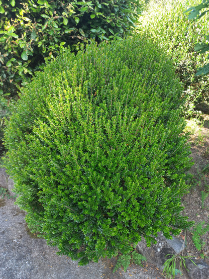 Myrtus communis var. microphylla - mirto nano (Alveolo forestale)