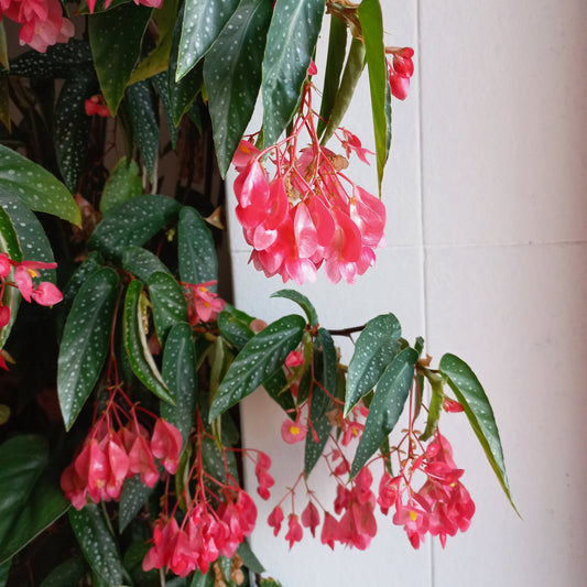 Begonia corallina - tamaya (Vaso quadro 9x9x10 cm)