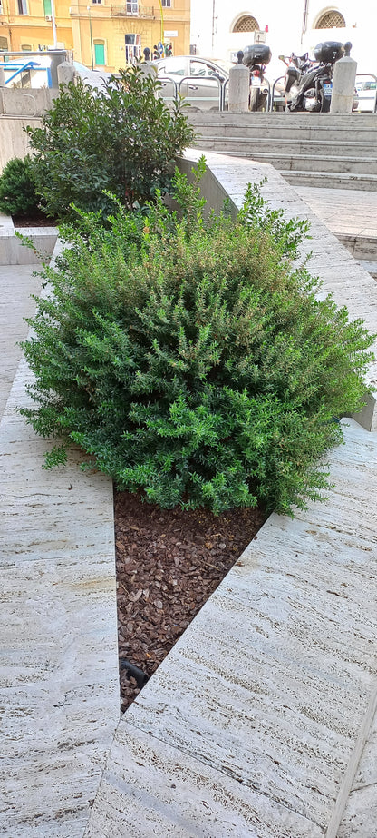 Myrtus communis var. microphylla - mirto nano (Alveolo forestale)