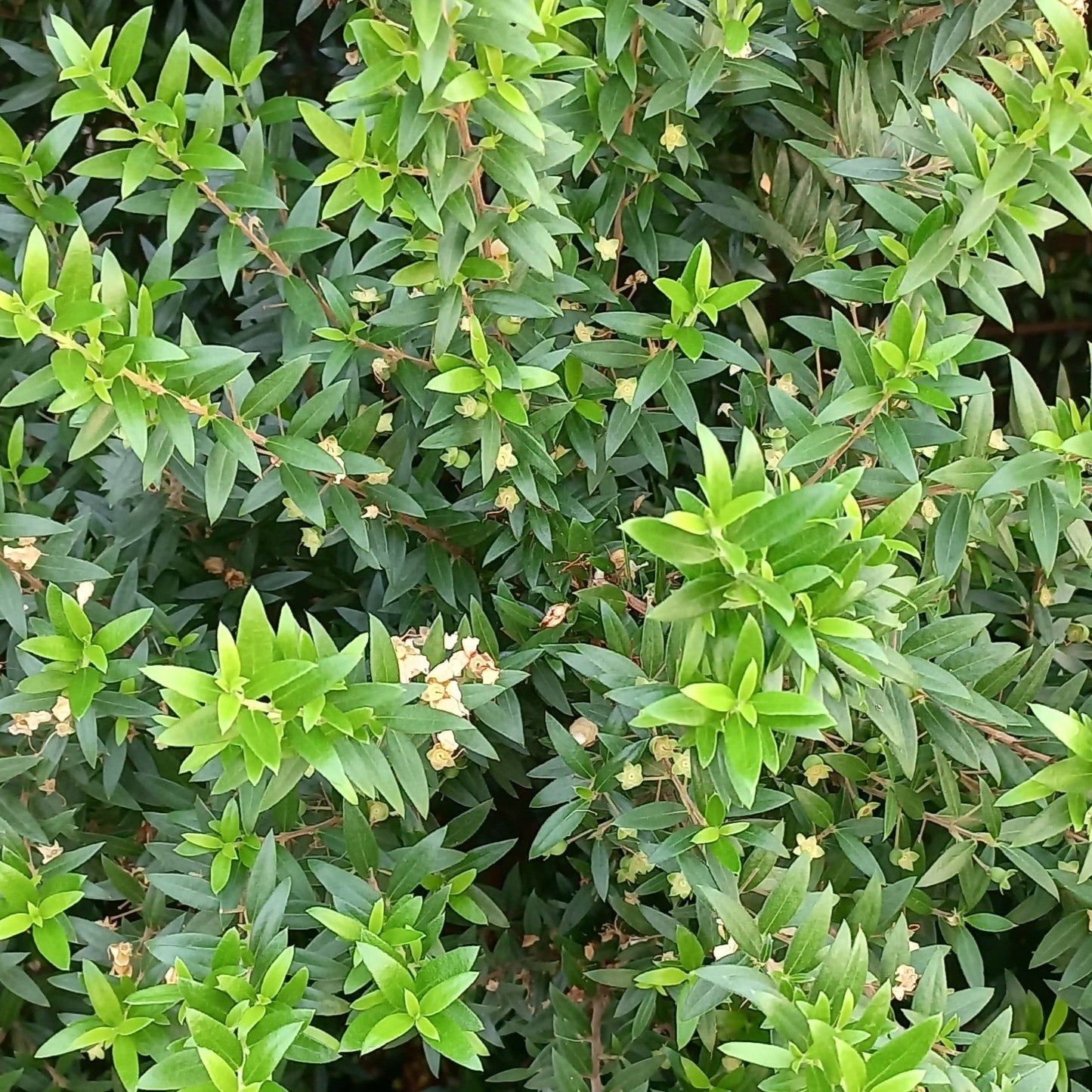 Myrtus communis var. microphylla - mirto nano (Alveolo forestale)