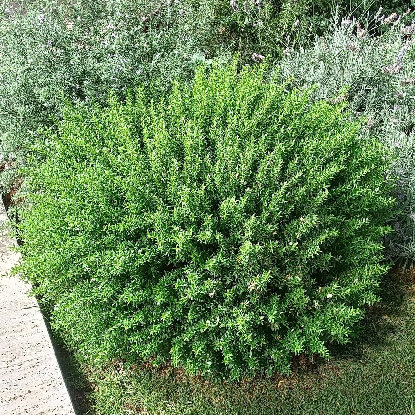 Myrtus communis var. microphylla - mirto nano (Alveolo forestale)