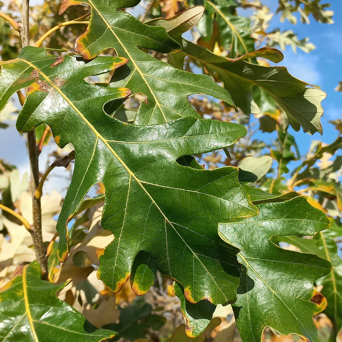 Quercus x megaleia - Quercia di Laughlin (Vaso quadro 9x9x20 cm)