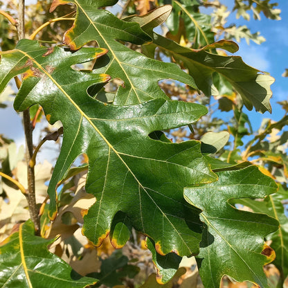 Quercus x megaleia - Quercia di Laughlin (Vaso quadro 9x9x20 cm)