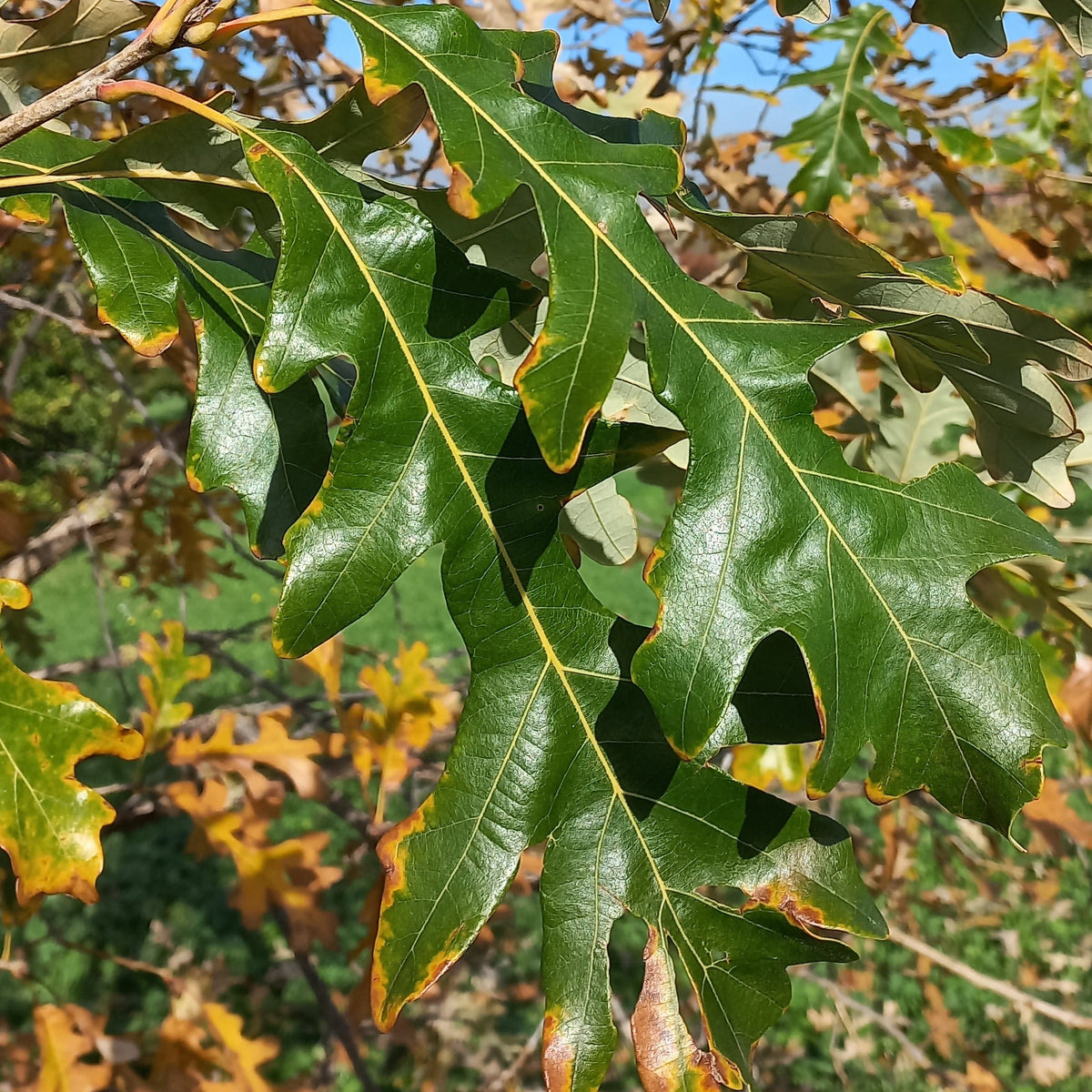 Quercus x megaleia - Quercia di Laughlin (Vaso quadro 9x9x20 cm)