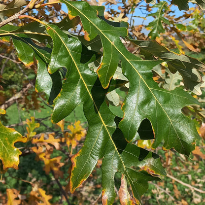 Quercus x megaleia - Quercia di Laughlin (Vaso quadro 9x9x20 cm)