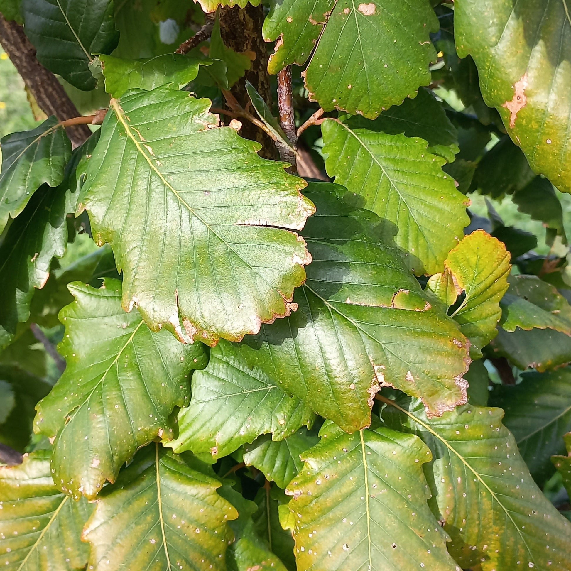 Quercus libani foglia VivaiMDB