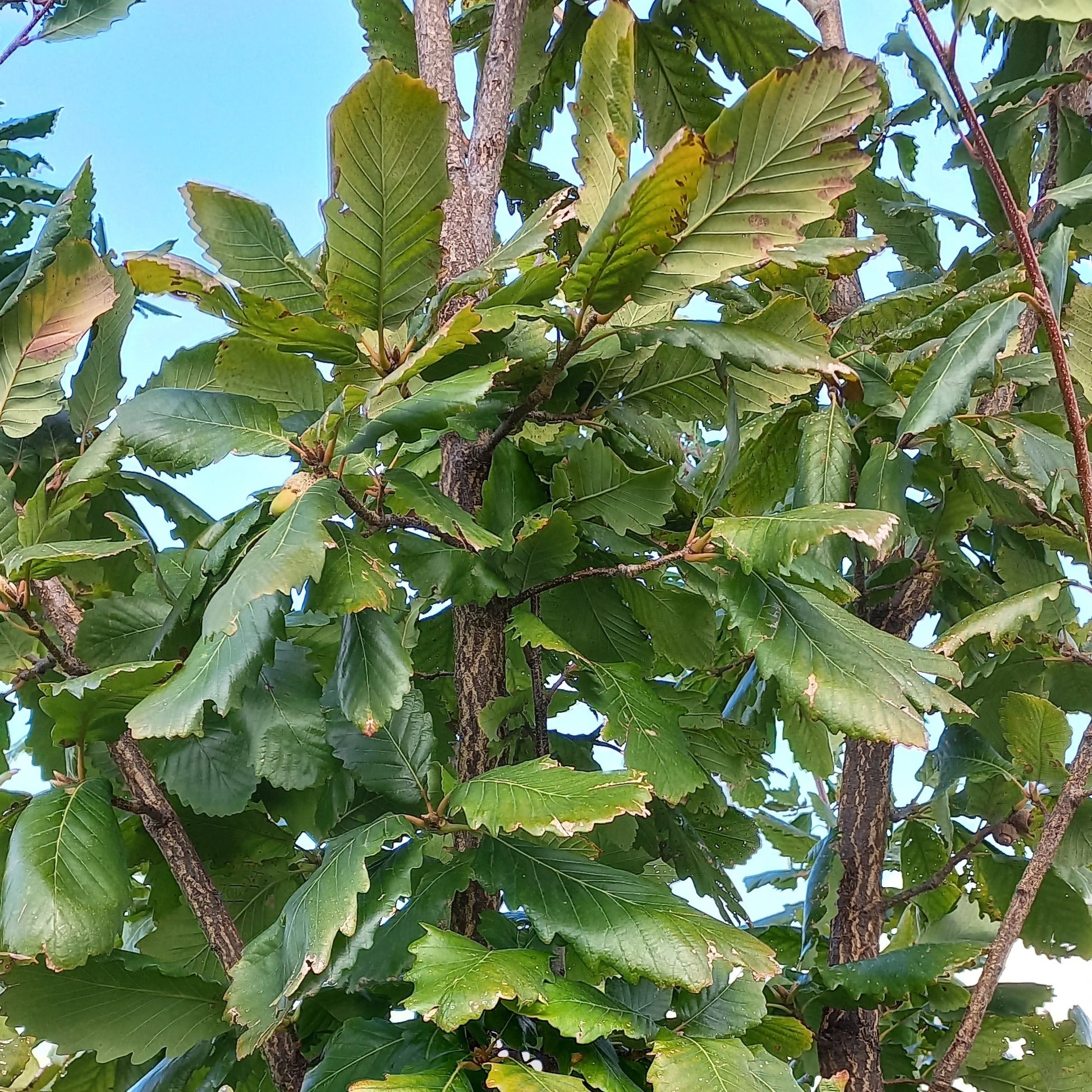 Quercus libani foglie VivaiMDB