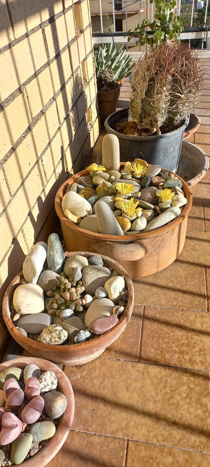 Lithops spp. - sassi vivi, piante sasso (Vaso 5 cm)