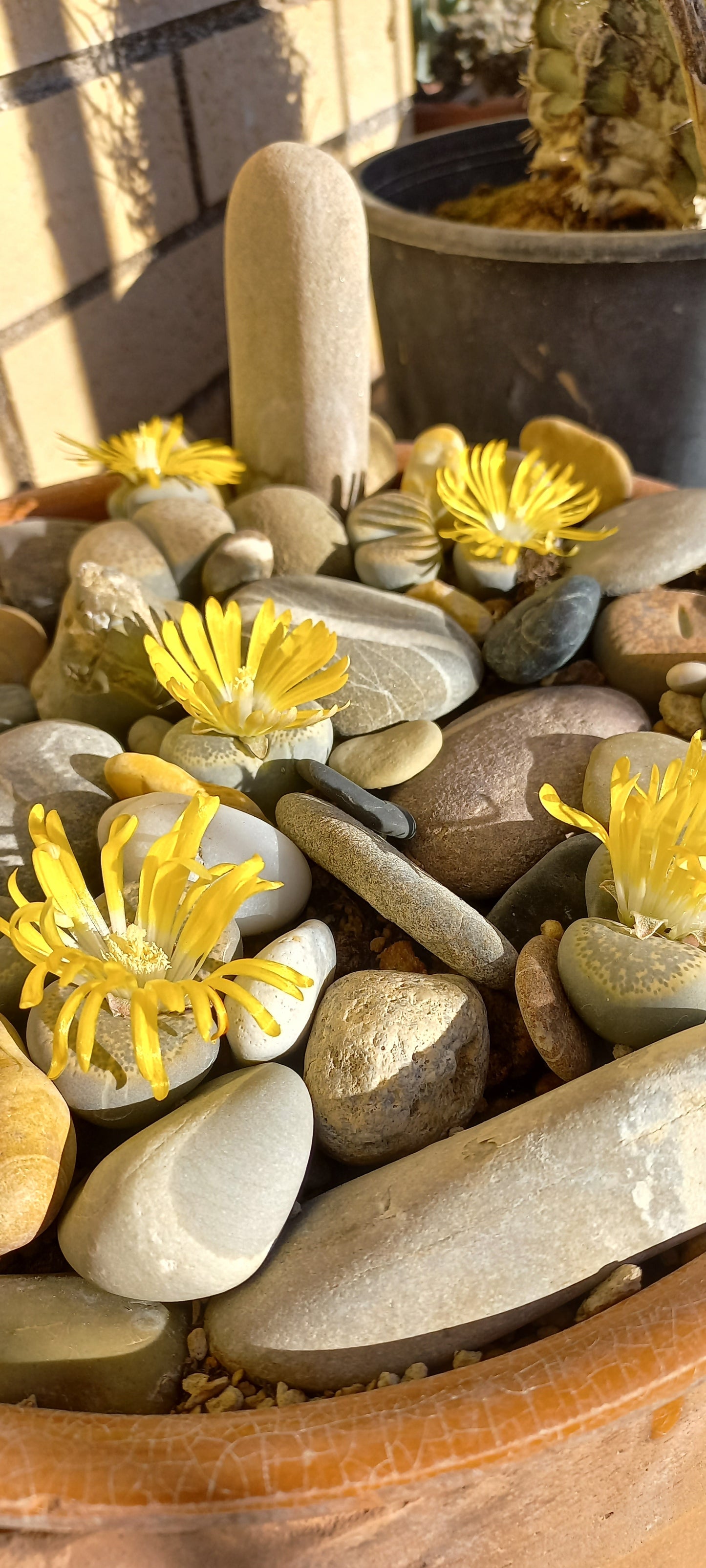 Lithops spp. - sassi vivi, piante sasso (Vaso 5 cm)