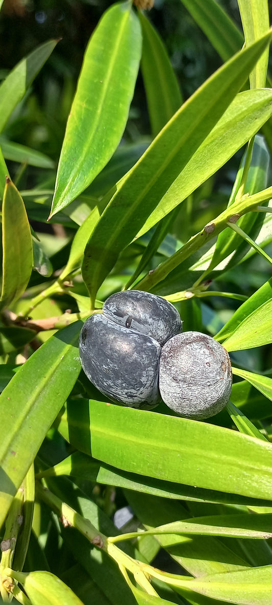 Podocarpus elatus - Brown pine (Forestry alveolus)