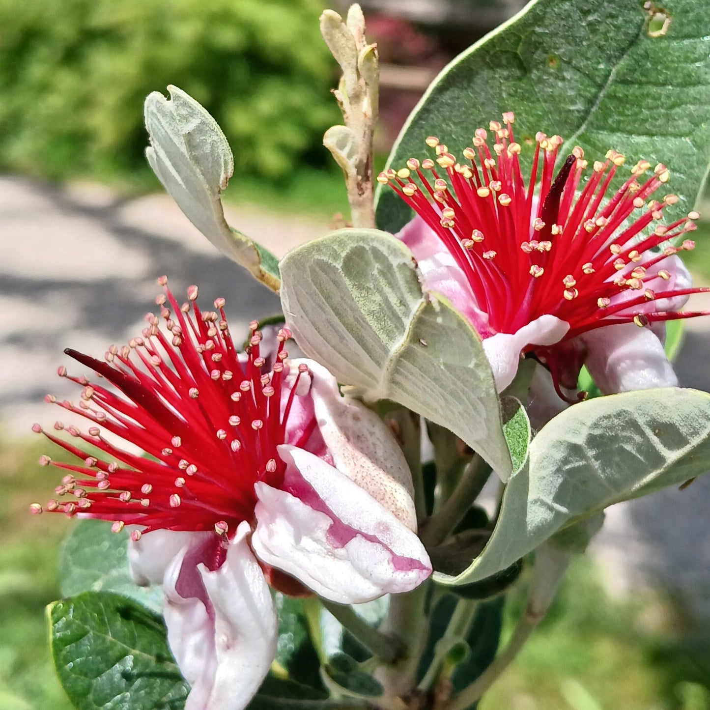 Feijoa sellowiana cv "Autofertile" INNESTATA- fejoa da frutto (Vaso 20 cm)