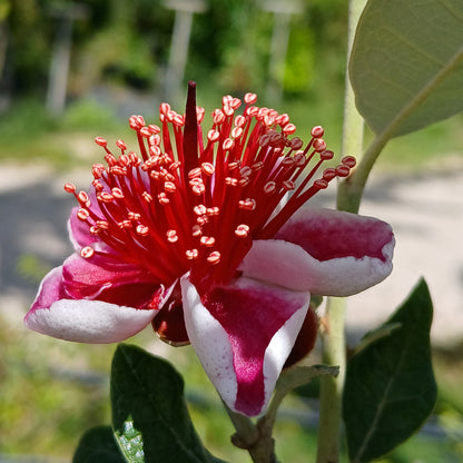 Feijoa sellowiana cv "Autofertile" INNESTATA- fejoa da frutto (Vaso 20 cm)