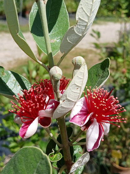 Feijoa sellowiana cv "Autofertile" INNESTATA- fejoa da frutto (Vaso 20 cm)