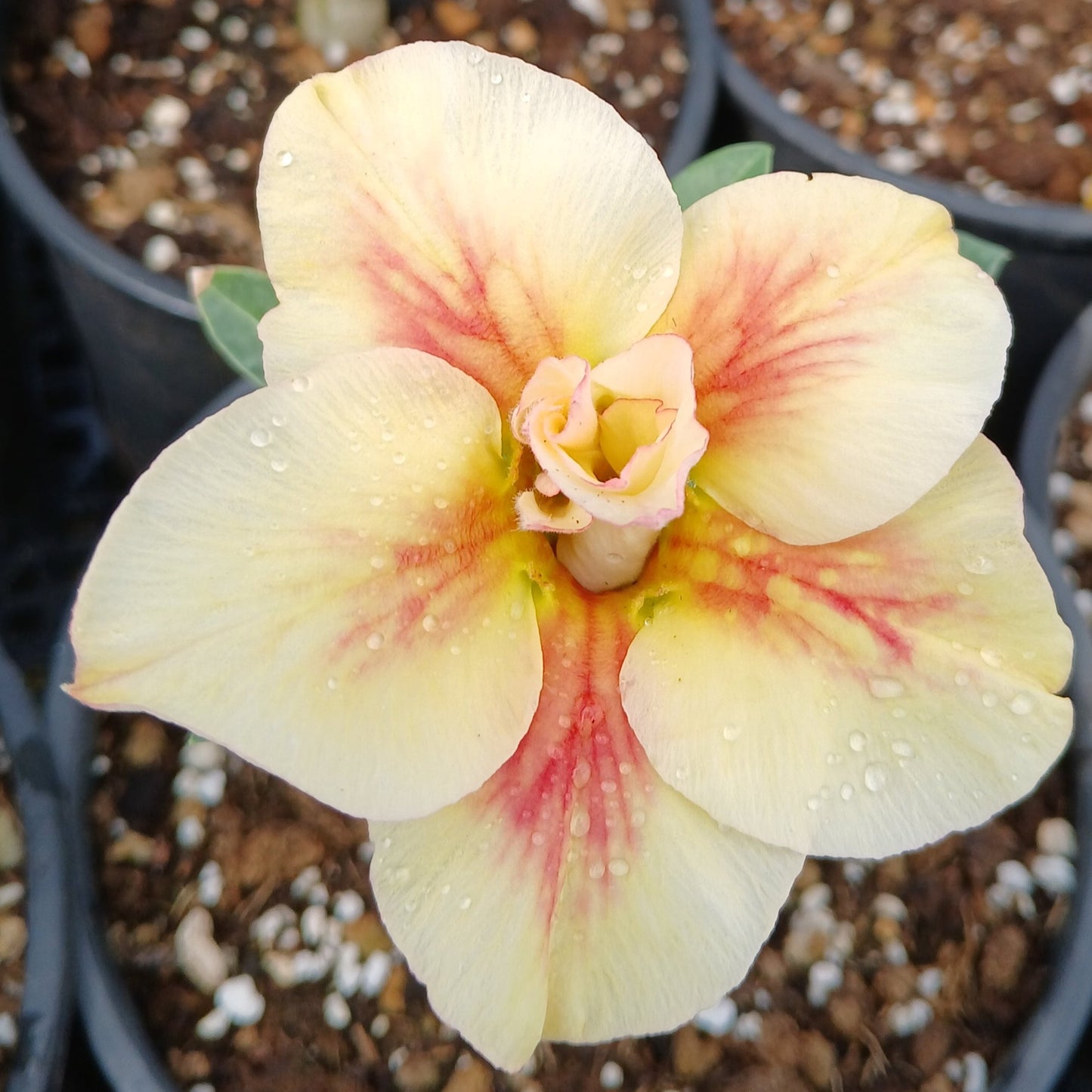 Adenium obesum cv "new yellow" - rosa del deserto (Vaso 15 cm)