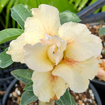 Adenium obesum cv "new yellow" - rosa del deserto (Vaso 15 cm)