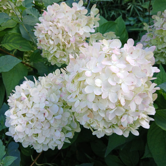 Hydrangea paniculata - Panicle-flowered hydrangea (18 cm pot)