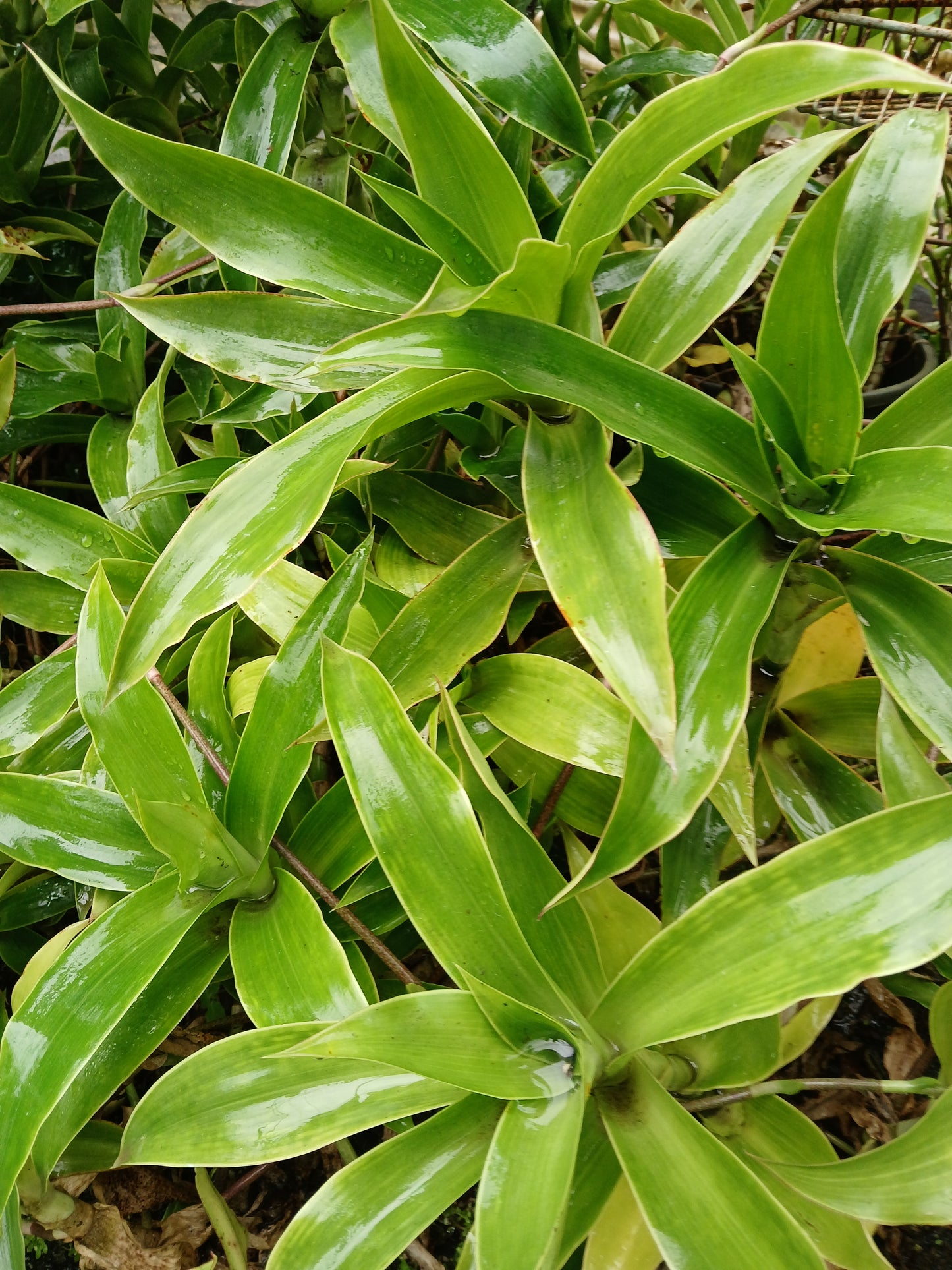 Callisia fragrans- Callisia strisciante (1 talea)