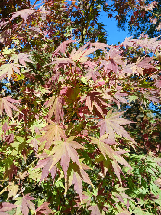 Acer palmatum cv. "rubro-viridis" FRANCO - acero giapponese rosso e verde (Vaso 18 cm)