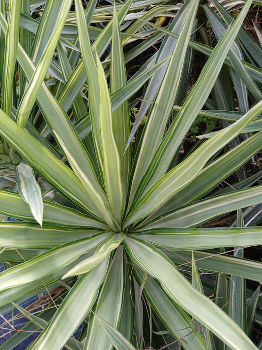 Yucca elephantipes variegata cv "mediopicta" - yucca variegata (Vaso 22 cm)