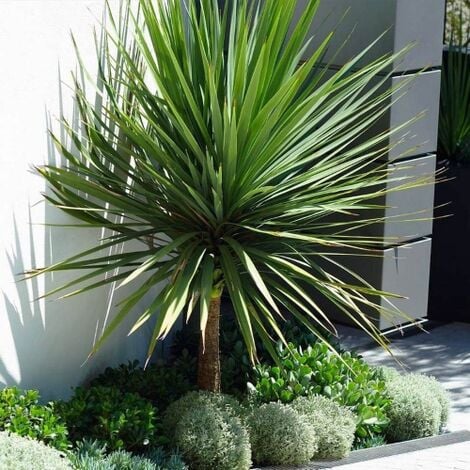 Cordyline australis - cordilinea (Pot 30 cm)