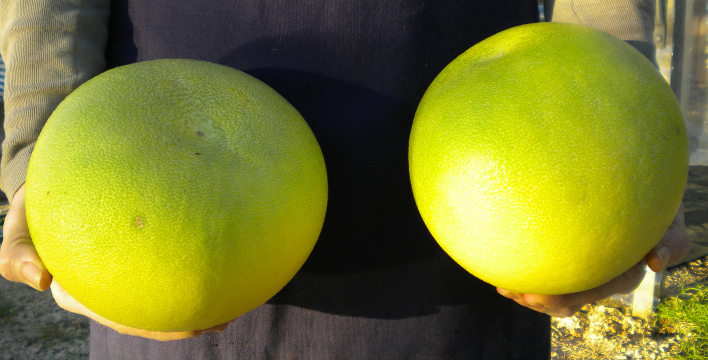 Citrus maxima - Pomelo (Phytocella)