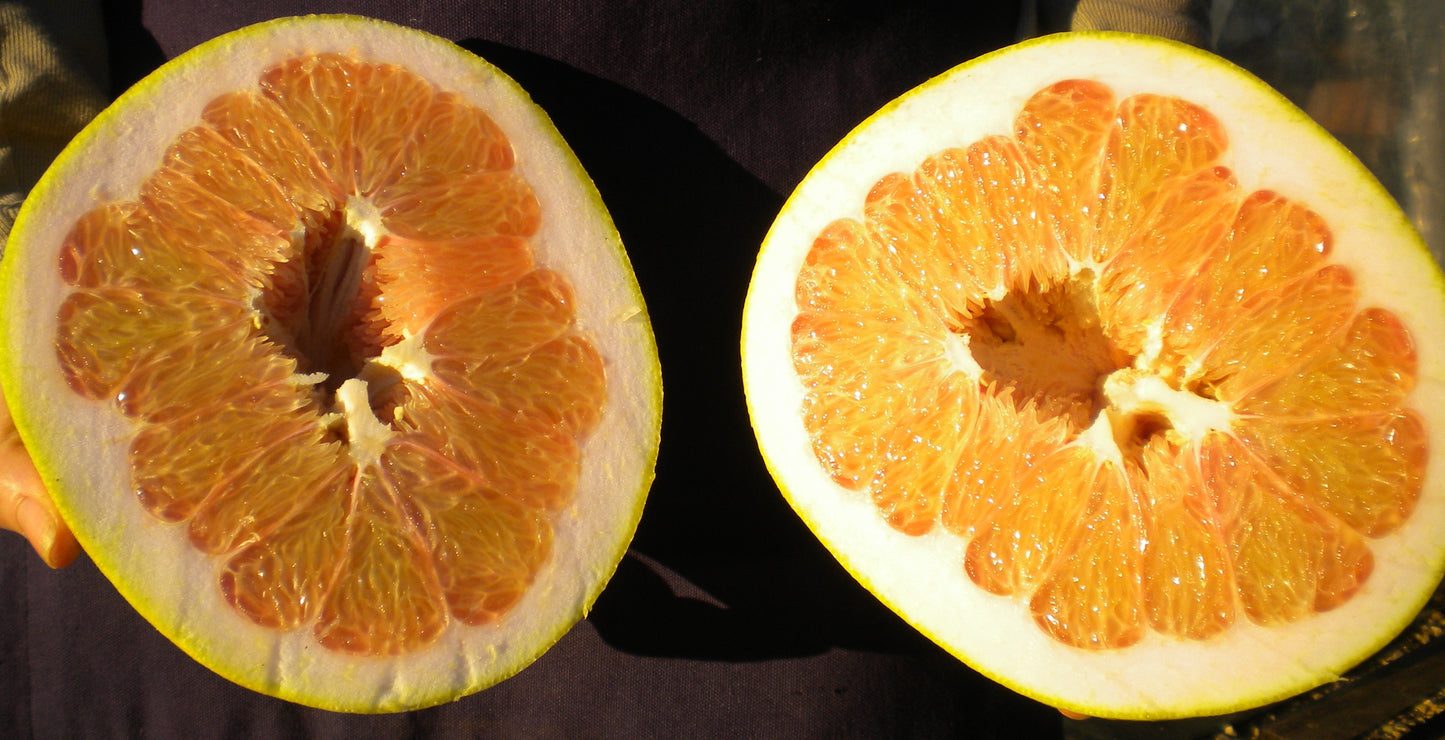 Citrus maxima - Pomelo (Phytocella)