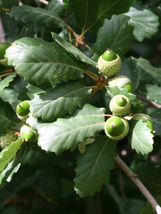 Quercus faginea - Lusitanian oak, Portuguese oak (Forestry oak)