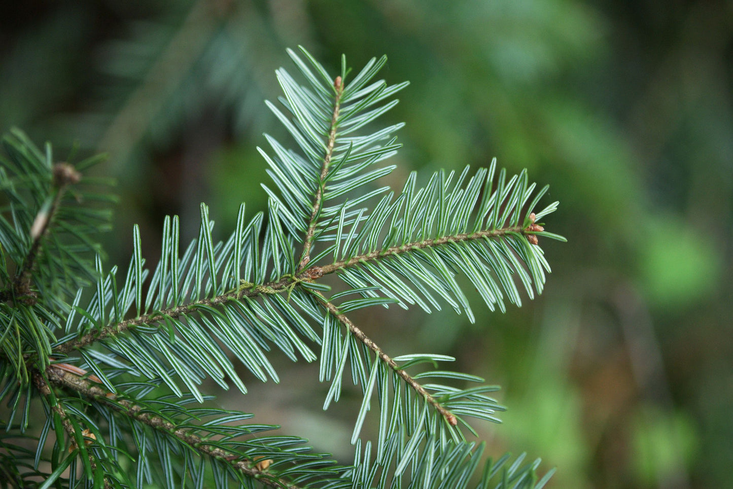 Abies alba - white fir (Square vase 9x9x20 cm)