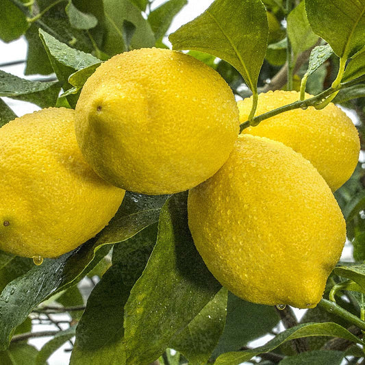 Citrus limon cv "Zagara bianca" - Femminello zagara bianca (Fitocella)