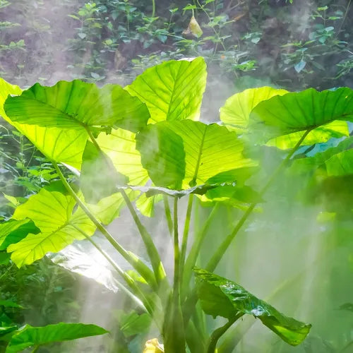 Alocasia Macrorrhiza VivaiMDB