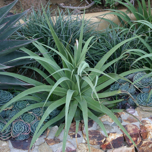 Agave bracteosa - spider agave (14 cm pot)